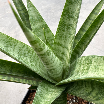 Dracaena trifasciata 'Pineapple' | ( ex. Sansevieria 'Pineapple')