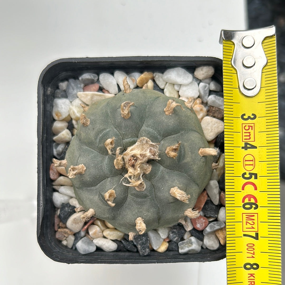 Lophophora williamsii (Peyote)