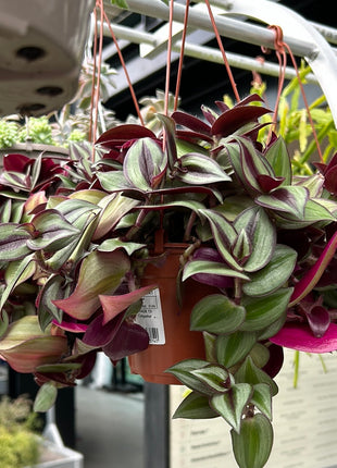 Tradescantia zebrina