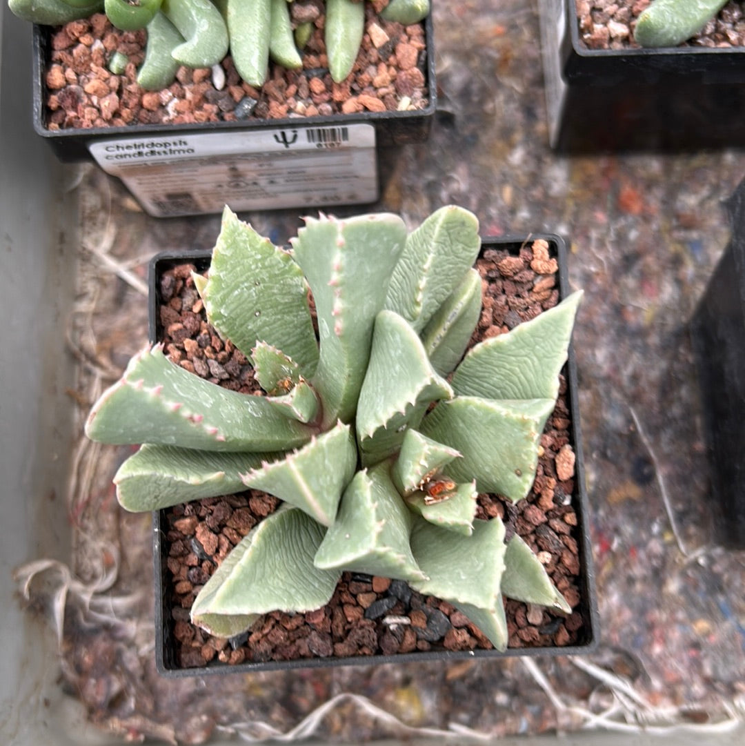 Faucaria lupina