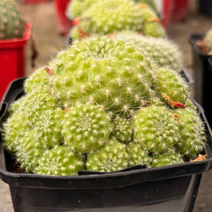 Rebutia padcayensis