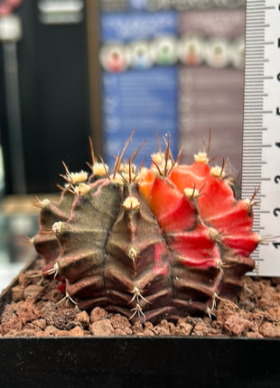 Gymnocalycium mihanovichii ‘Hibotan-nishikii’