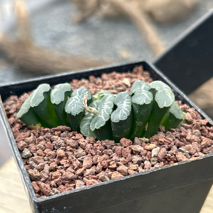 Haworthia truncata var. minor