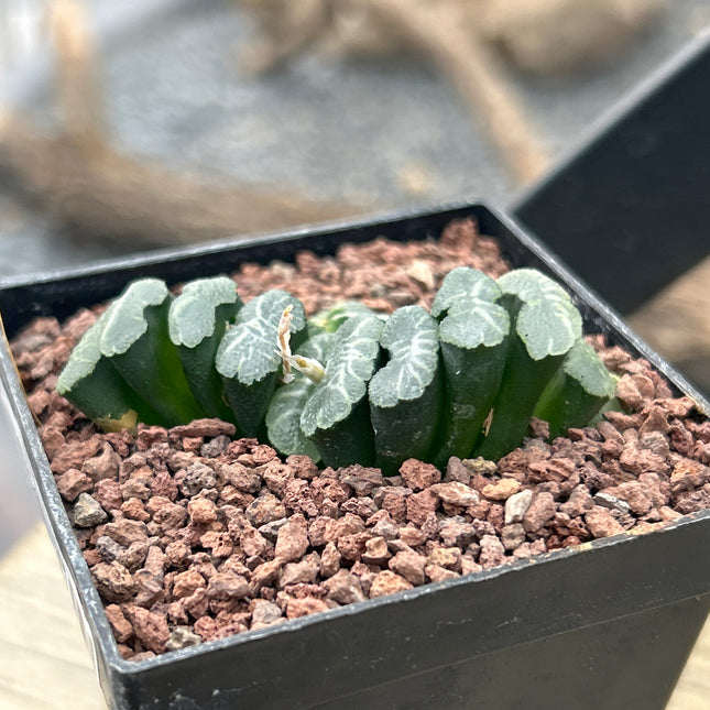 Haworthia truncata var. minor