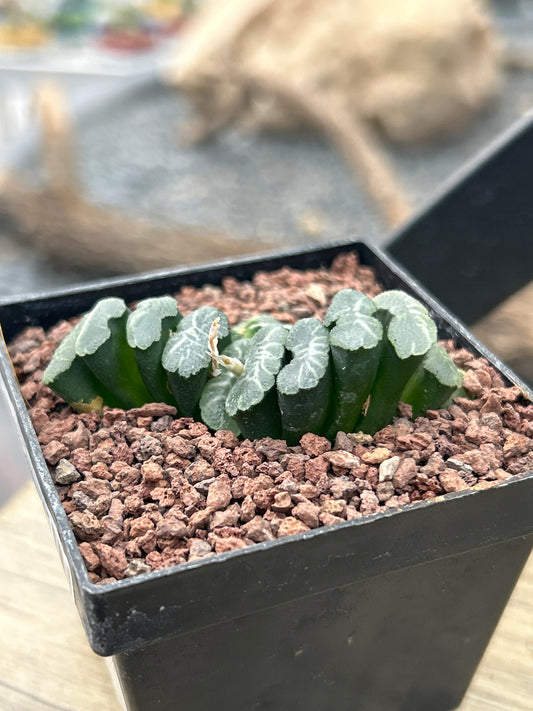 Haworthia truncata var. minor