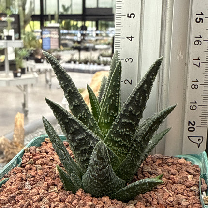 Haworthiopsis 'Verzulia'
