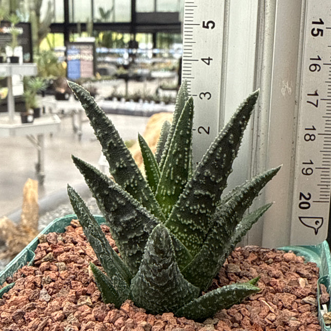 Haworthiopsis 'Verzulia'