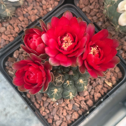 Gymnocalycium baldianum