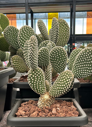 Opuntia microdasys var. albispina