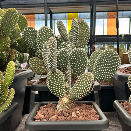 Opuntia microdasys var. albispina