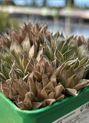 Haworthia batesiana var. reddii