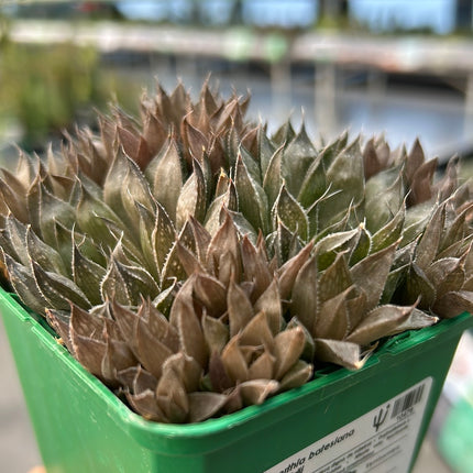 Haworthia batesiana var. reddii