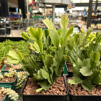 Schlumbergera truncata