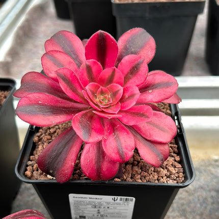 Aeonium ‘Medusa’