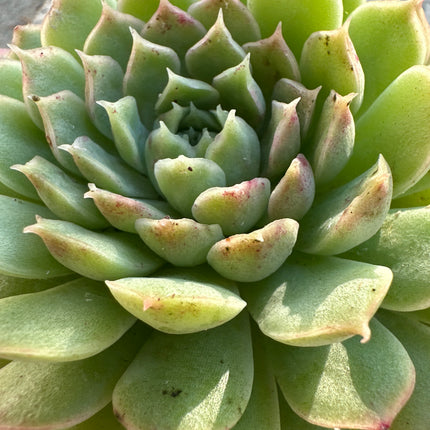 Echeveria ‘Namib’ | La joya de las dunas