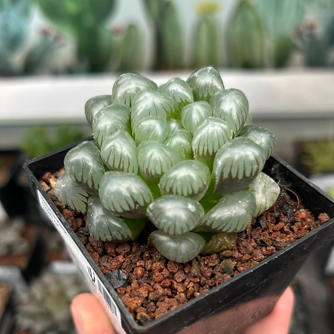 Haworthia ikra'OB-1' (H. cooperi var. truncata)