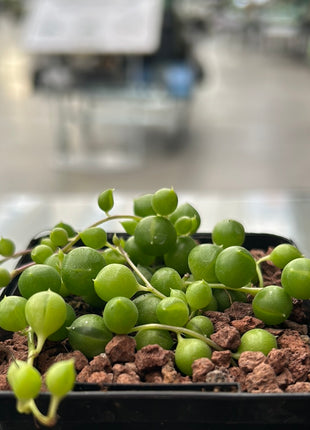 Curio rowleyanus “Rosario” (Ex. Senecio rowleyanus)