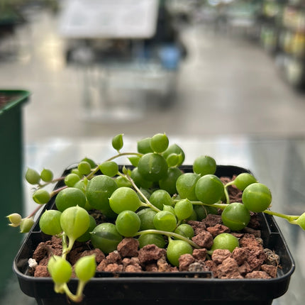Curio rowleyanus “Rosario” (Ex. Senecio rowleyanus)