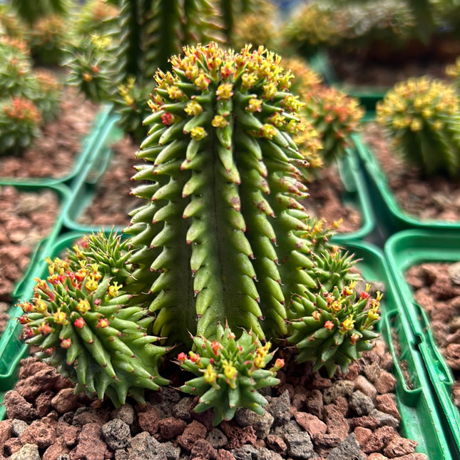Euphorbia suzannae