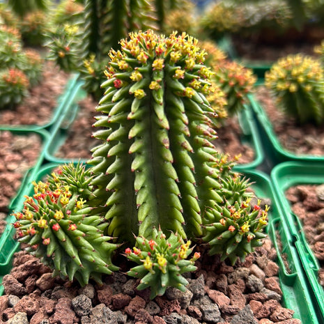 Euphorbia suzannae
