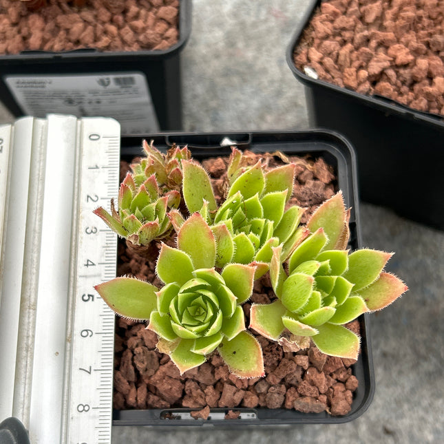 Aeonium x sventenii