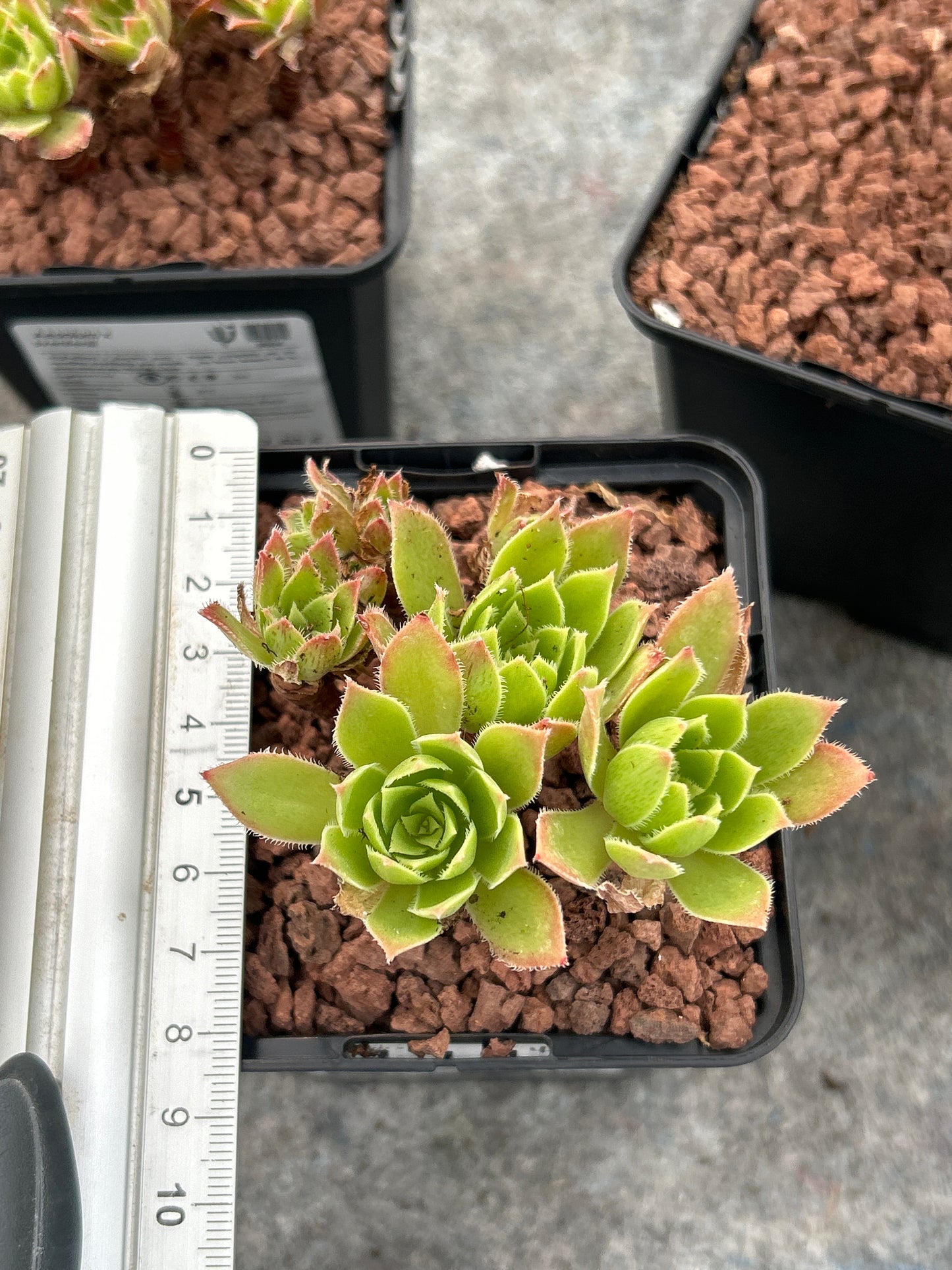 Aeonium x sventenii