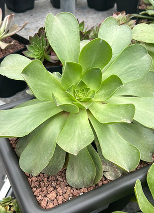 Aeonium Pomegranate