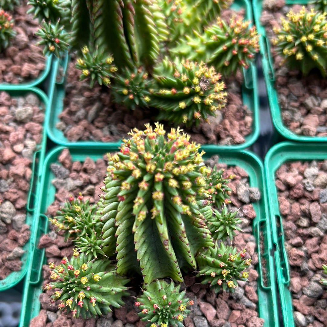 Euphorbia susannae