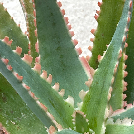 Aloe 'Sawbones' | Aloe híbrido de KZ- 2018.  Aloe huesos de sierra
