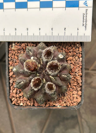 Neoporteria occulta