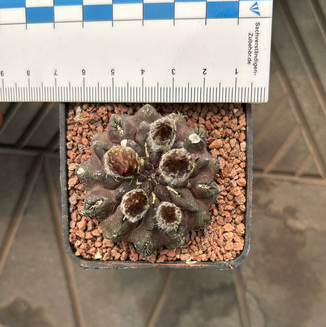 Neoporteria occulta