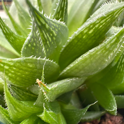 Haworthia 'Luteorosea' | Haworthia estrella verde
