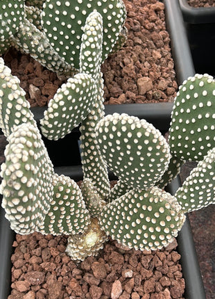 Opuntia microdasys var. albispina
