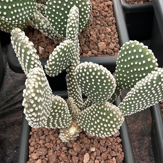 Opuntia microdasys var. albispina