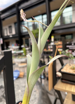 Merwilla plumbea
