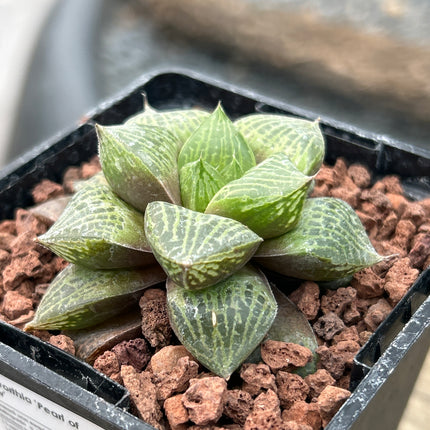 Haworthia 'Pearl of Dew'