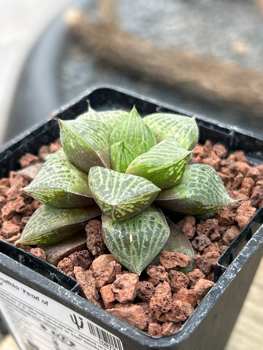 Haworthia 'Pearl of Dew'