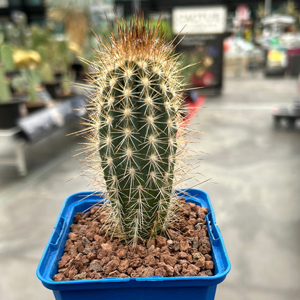 Pilosocereus odilensis