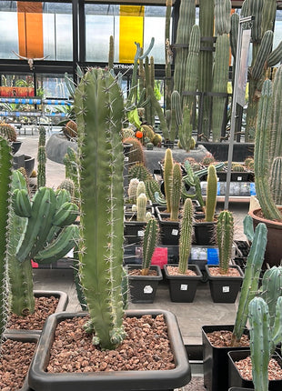 Stenocereus pruinosus