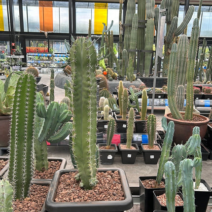 Stenocereus pruinosus