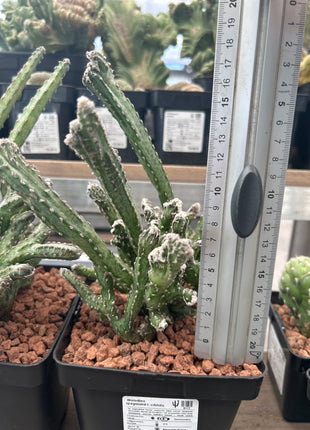 Monvillea spegazzinii f. cristata.
