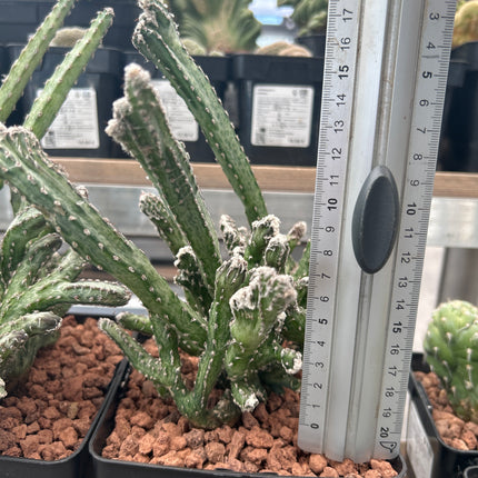 Monvillea spegazzinii f. cristata