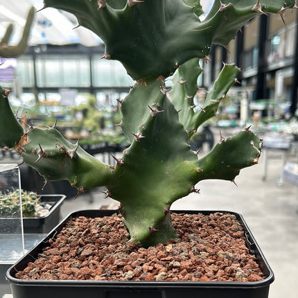 Euphorbia tortilis