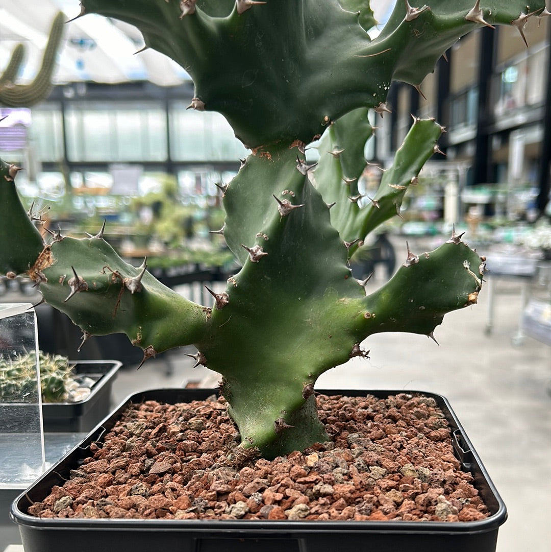 Euphorbia tortirama