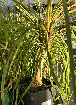 Beaucarnea recurvata “Pata de Elefante”
