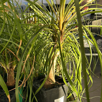 Beaucarnea recurvata “Pata de Elefante”