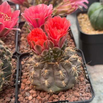 Gymnocalycium baldianum