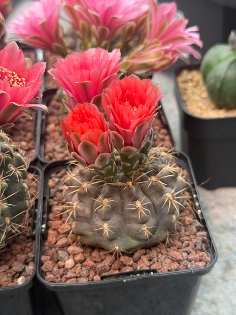 Gymnocalycium baldianum “Elige la Flor”