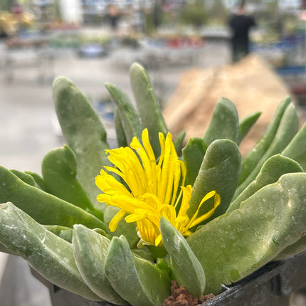 Glottiphyllum longum