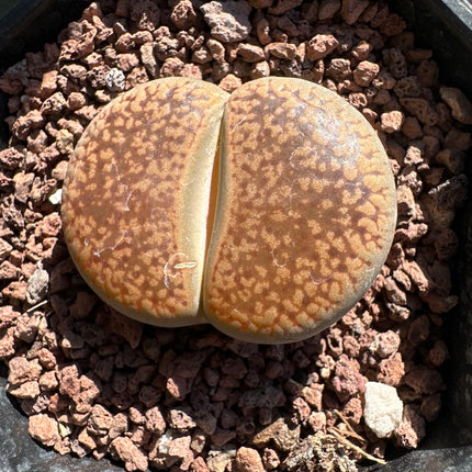 Lithops aucampiae subsp. aucampie var. Aucampie ‘Storms’ C257